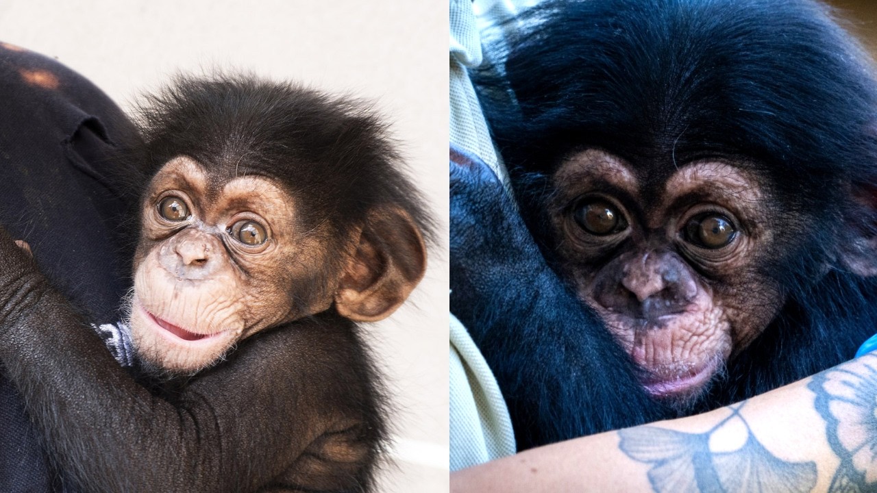 Miracle Baby Chimp: Ekon's Incredible Journey at BIOPARC Valencia