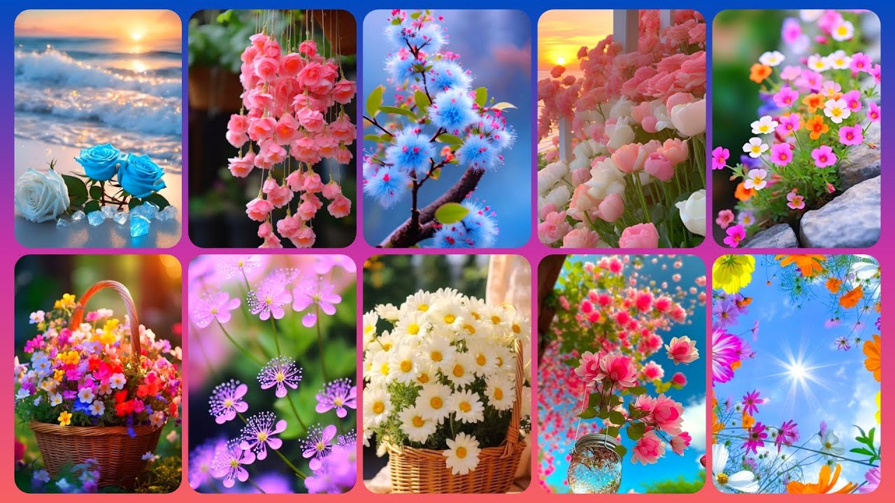 Flowers Wallpaper Collection, Beautiful Dpz And Whatsapp Profile Photos @Nature Beautiful Wallpapers