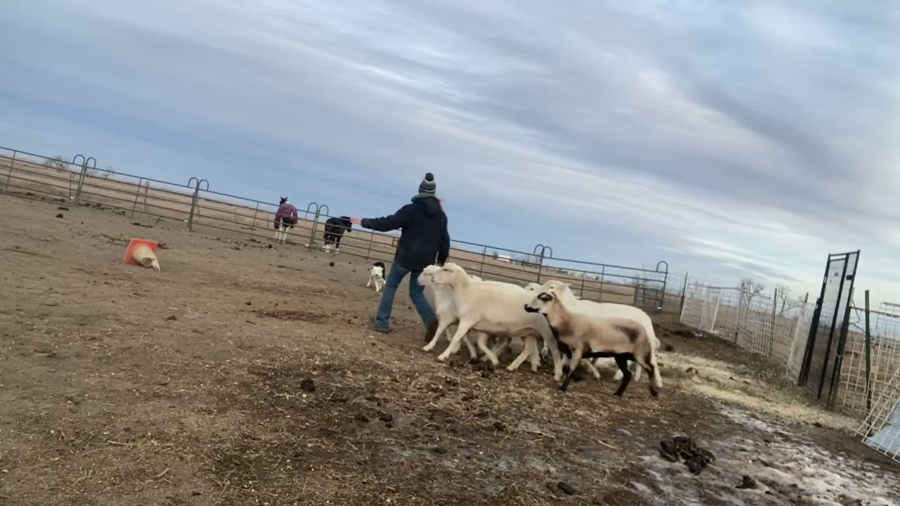Addy 2-23-2026 Billabong K9