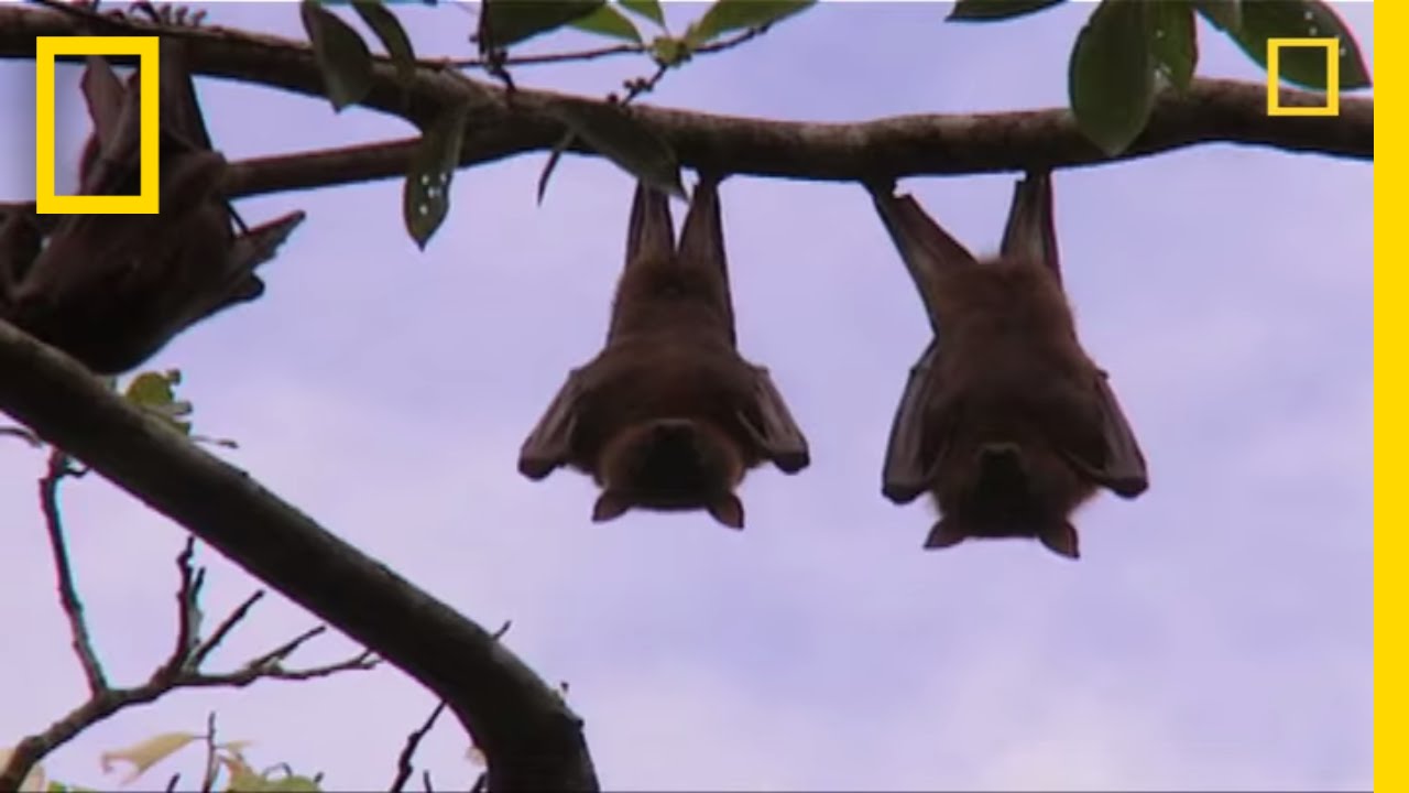 Extreme Eats: Bats | National Geographic