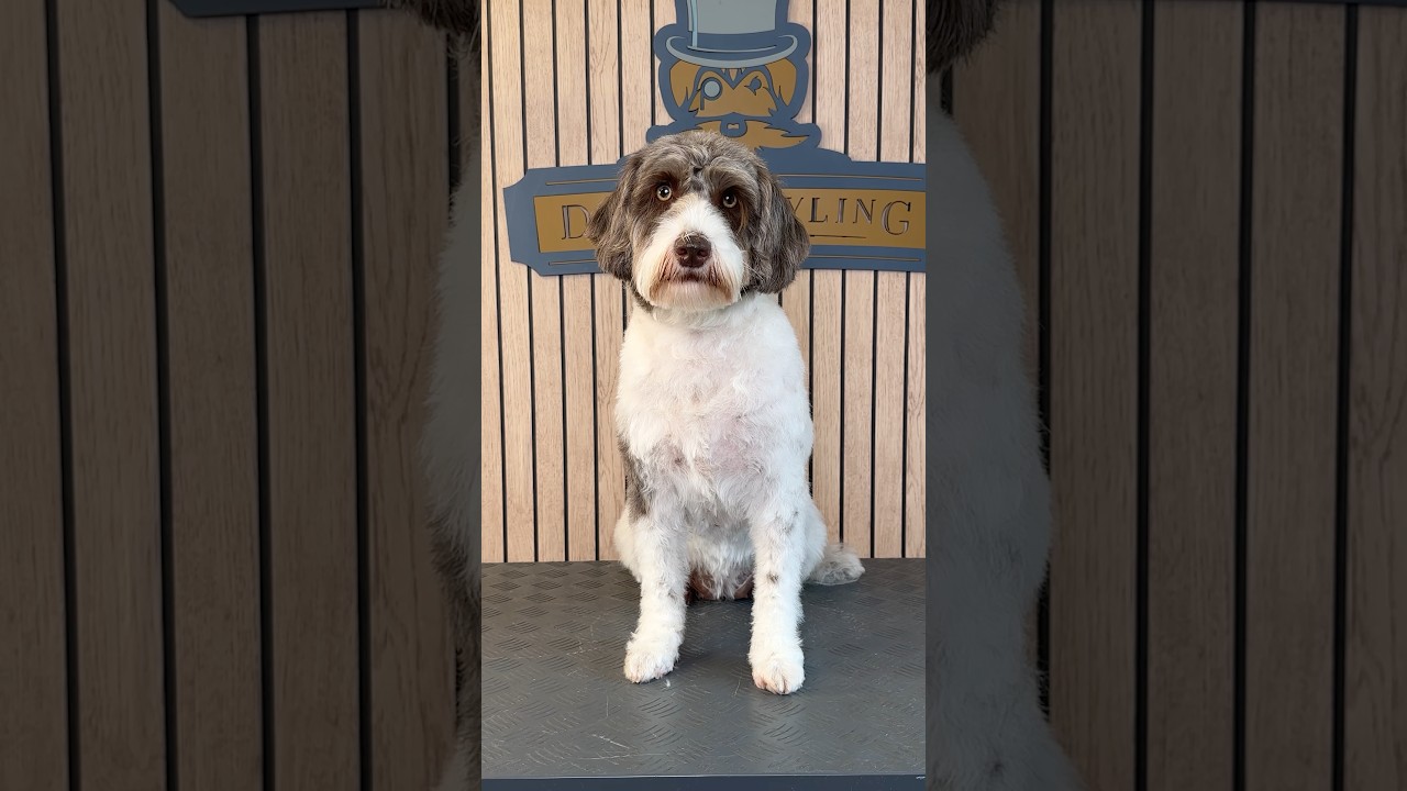 Doggy Daily, выпуск 501: Кокапу Блю 🐾 #кокапу #уходзасобакой #пудель #уходзасобой