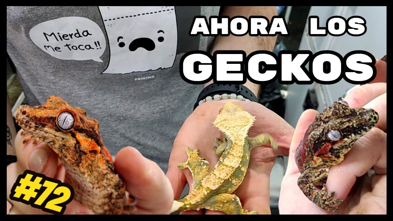 💪🏻🔥MEJORANDO LA REPTILE ROOM  3/4 - 🦎 TIRAMOS LOS TERRARIOS DE NUESTROS GECKOS | KANAKY VLOG #72