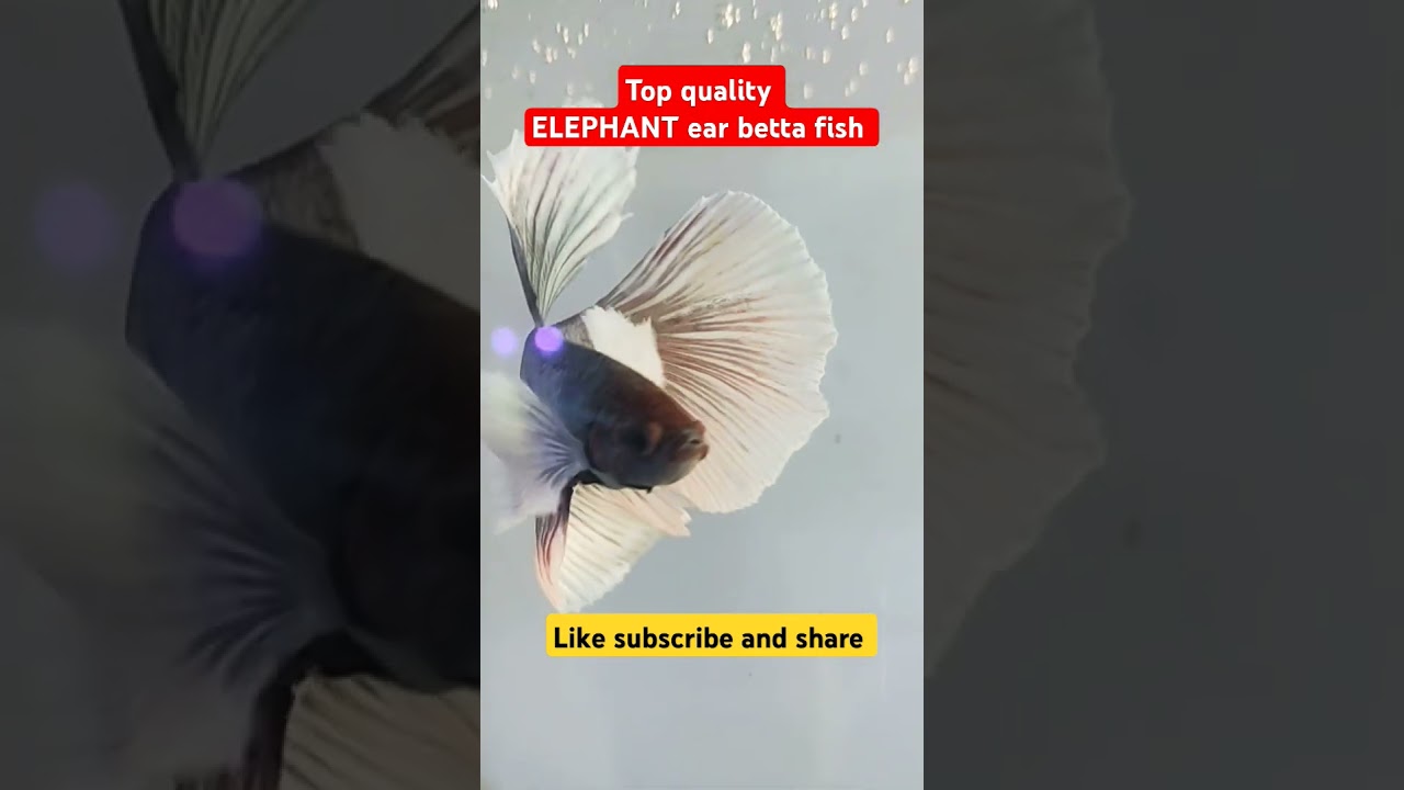 TOP QUALITY BETTA FISH @ASDFISHWORLD #fish #aquarium