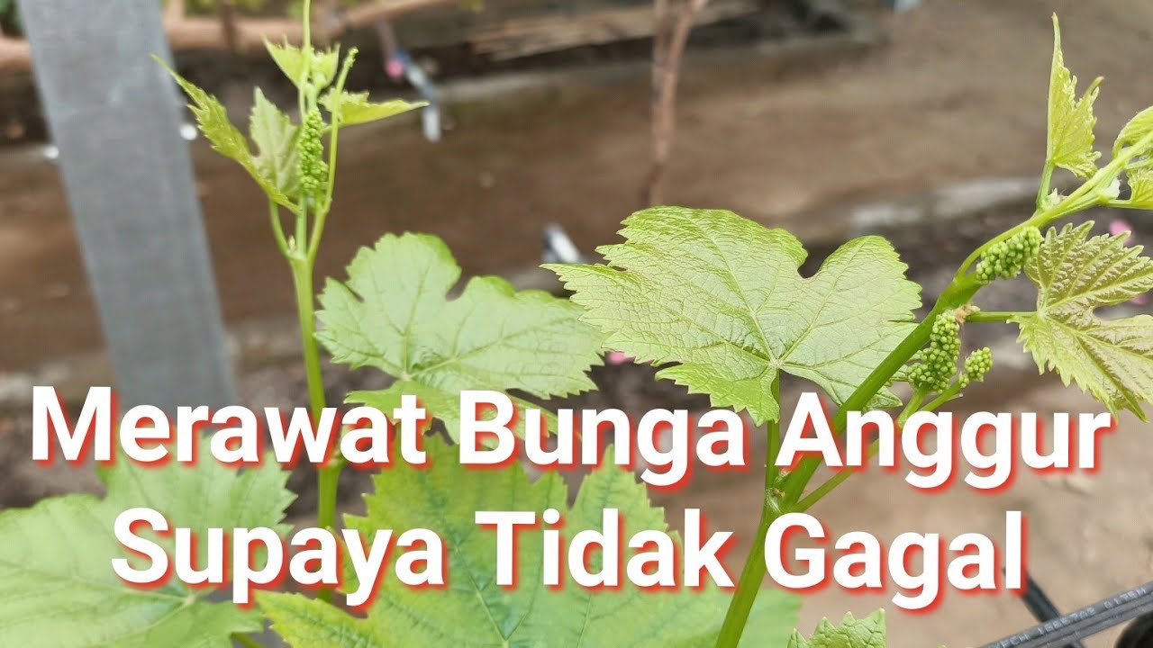 Cara Merawat Anggur Berbunga