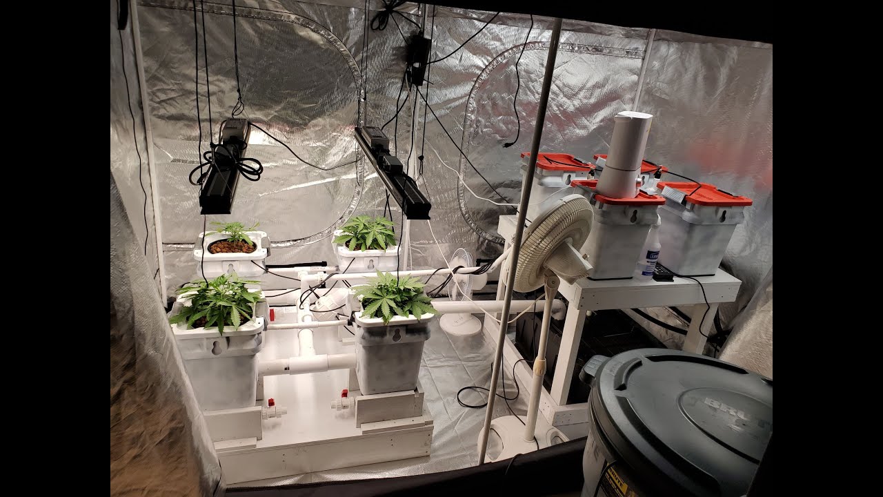 Transferring Lemon Autos to the RDWC Side...and making early-mid Veg Nutes.