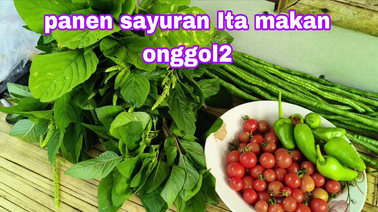 Ita makan ongggol2 panen sayuran #egoadriano #sinauhurip #dedymulyadi #pratiwinoviyanthi #partitv pa