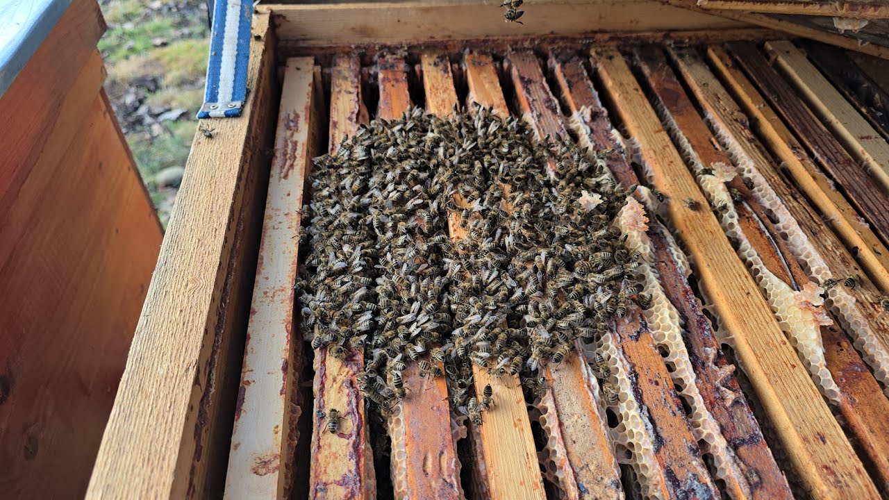 Ce procent de mortalitate am la albine🐝‼️🐝‼️🐝