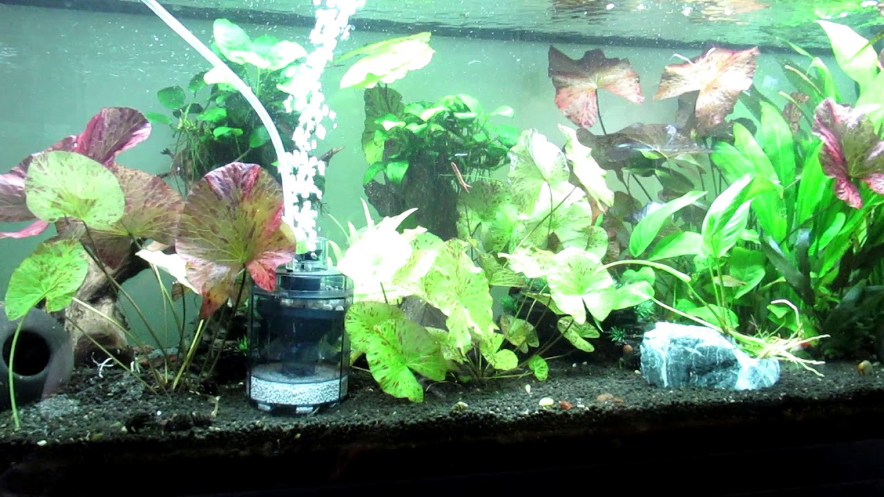 Fluval roma это хорошо?