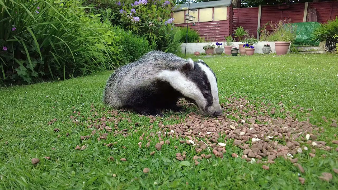 Fox & Badgers 23rd May 2025