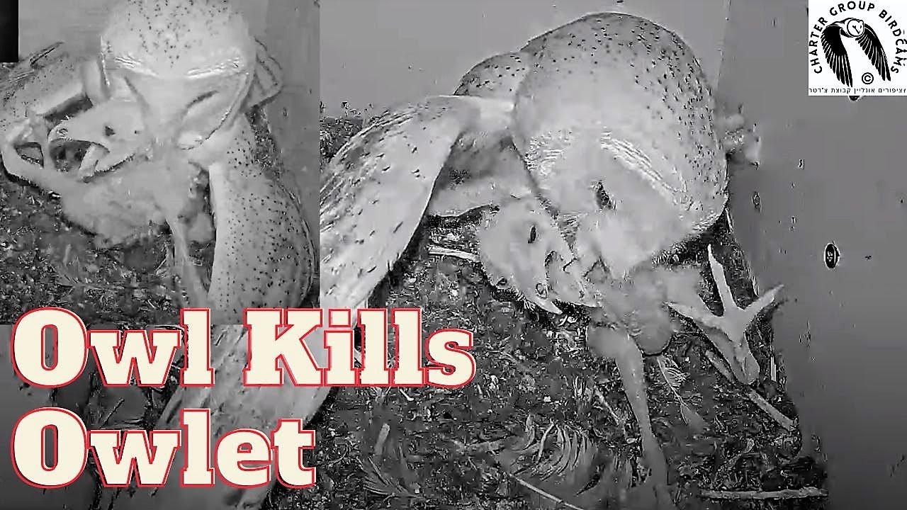 Tragic Owl Encounter: Wild Barn Owl Invades Nest and Preys on Helpless Nestling. Viewer Discretion