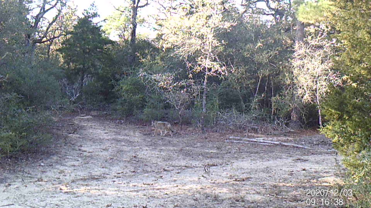 Northstar Ranch, lone coyote