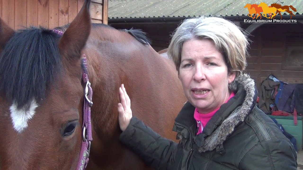 Equilibrium Hind & Hock Magnetic Chaps Review