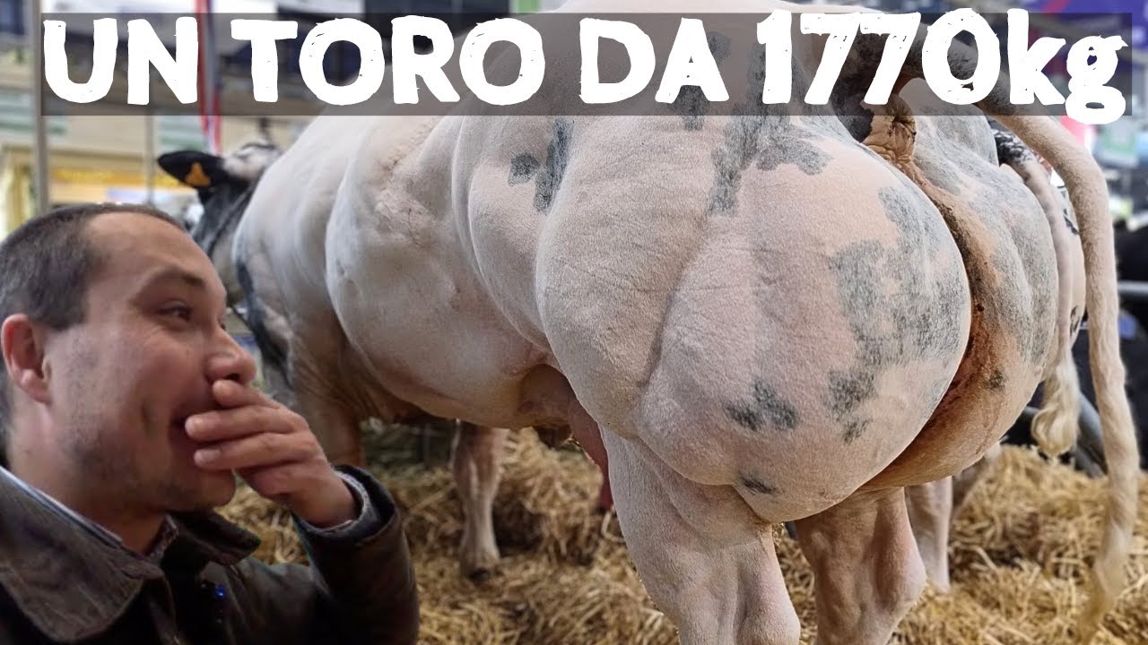 7 САМЫХ БОЛЬШИХ БЫКОВ В МИРЕ 😱