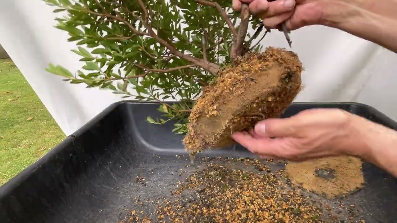 Repotting my Satsuki Azalea.  13-Jul-2023