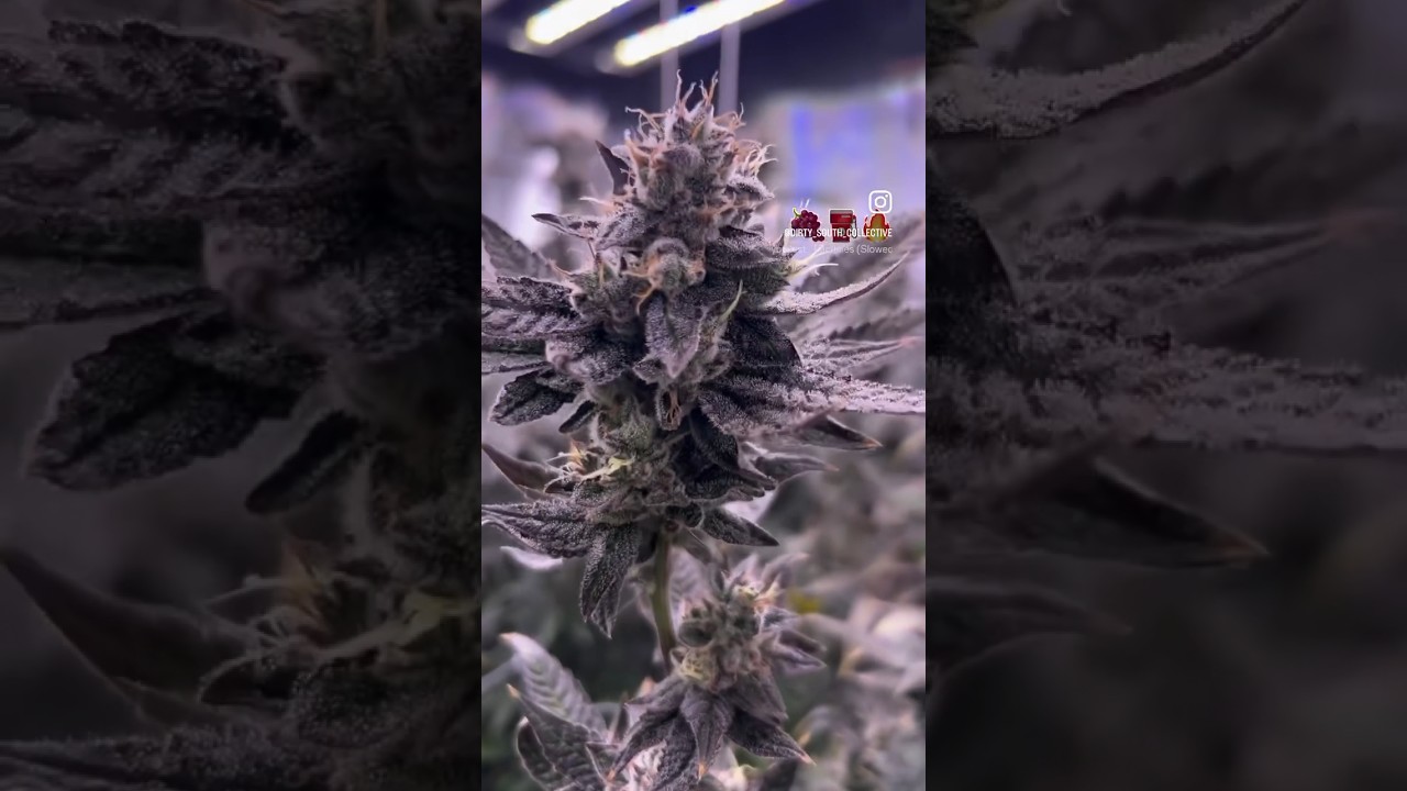 Grape Guru🧬 Getting Dark and Frosty Under the Slim 750s NextGen💡