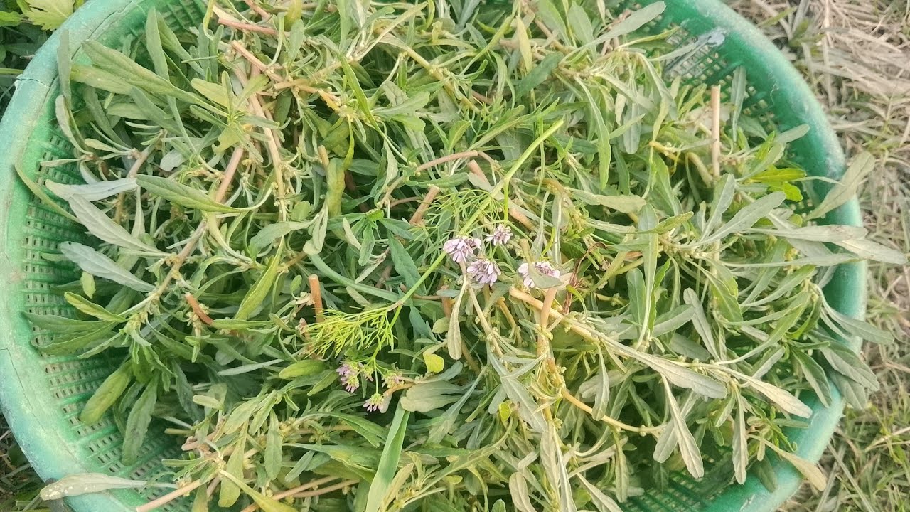 খেতাঝুলি শাকভাজি একবার খেলে এর স্বাদ মুখে লেগে থাকবে আবারও খেতে ইচ্ছে করবে এই মজাদার শাকটি 😋😋