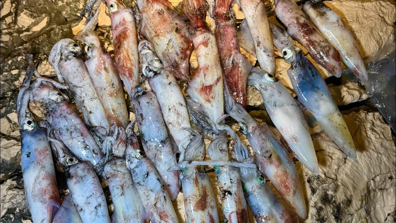 Lignje ludilo 🦑 puno lignjih u jednom danu