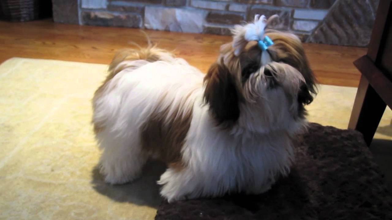 Winnie's Puppyhood: 6 Months Old