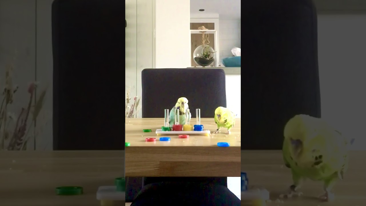 Hoe maak je een vogel tam - Deel 3 - parkiet