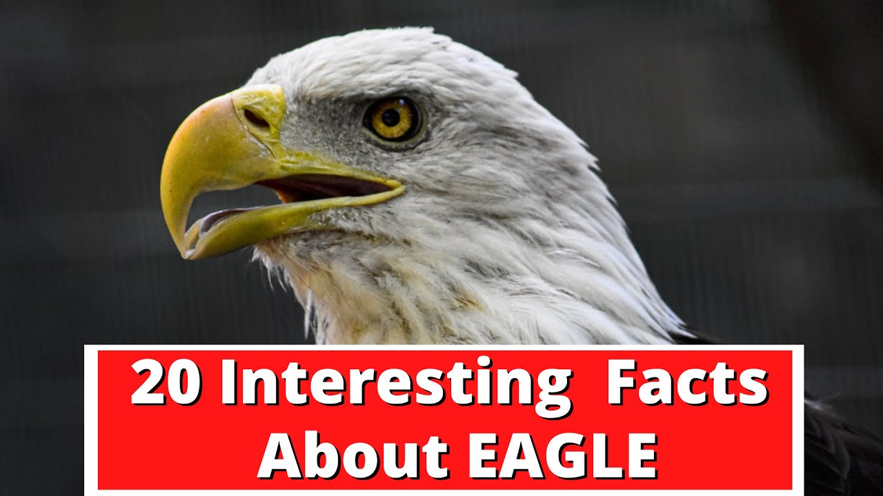20 Interesting Facts About Eagles