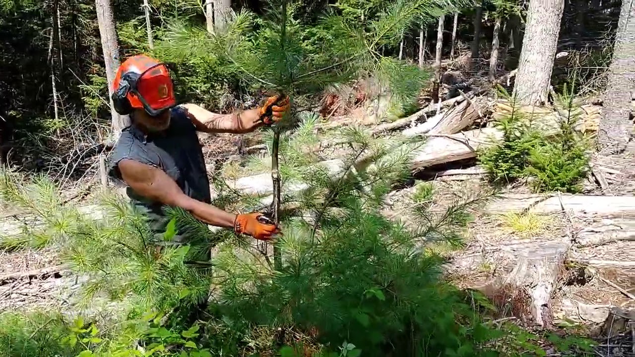 Corrective pruning to improve stem form on white pine saplings using Gardenite anvil pruners.