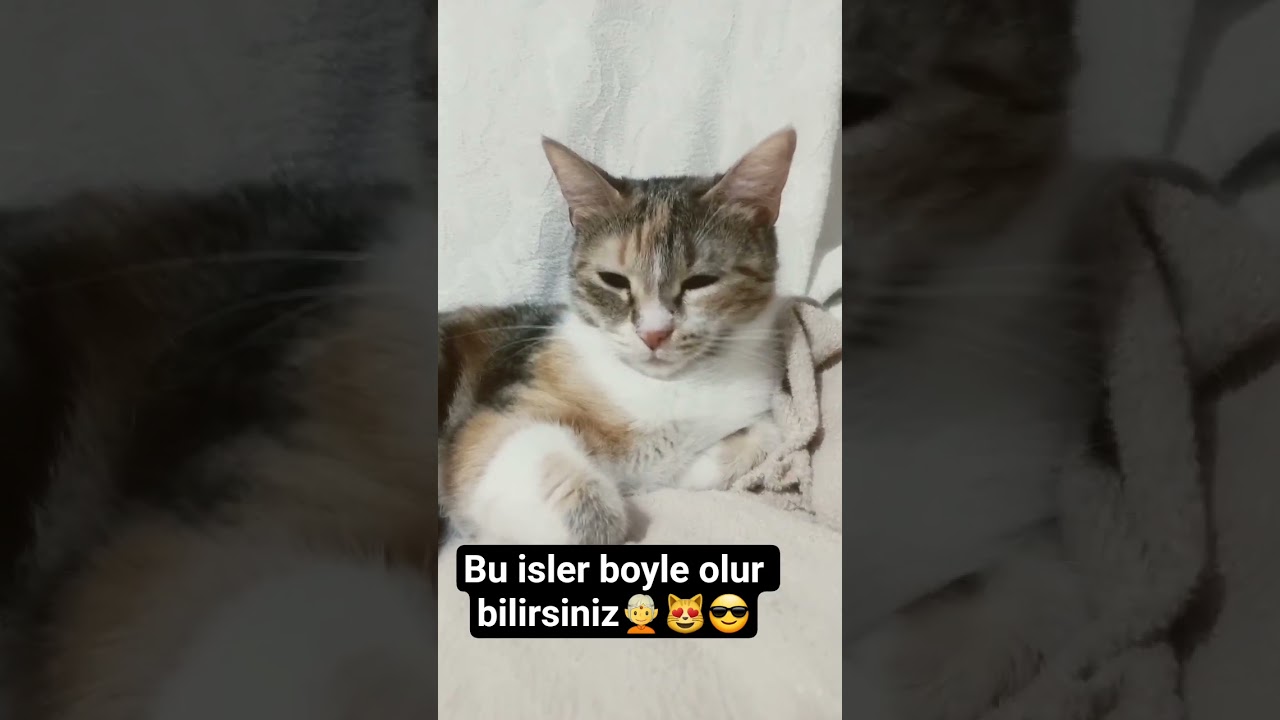 bu işler böyle yürüyor bilirsiniz 