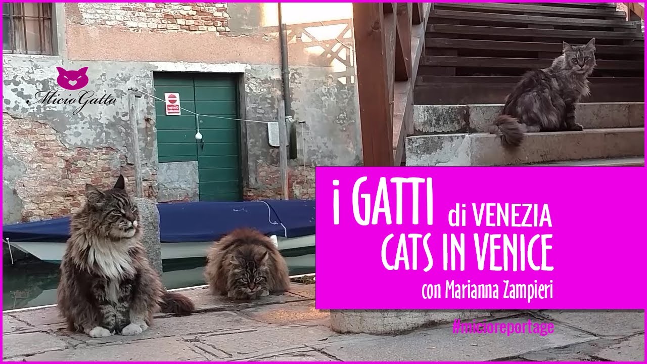 🐱 I gatti di Venezia per il progetto Cats in Venice ❤
