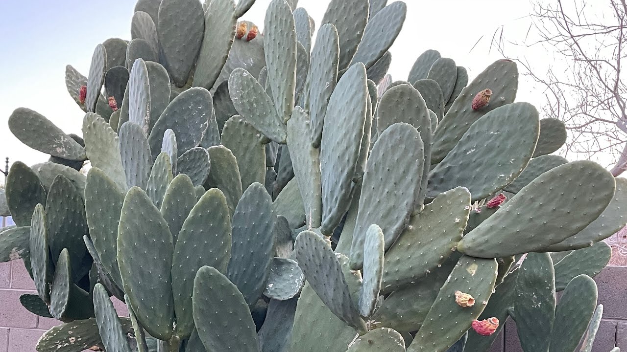 Cactus Trimming in Las Vegas. @ Abah Garden
