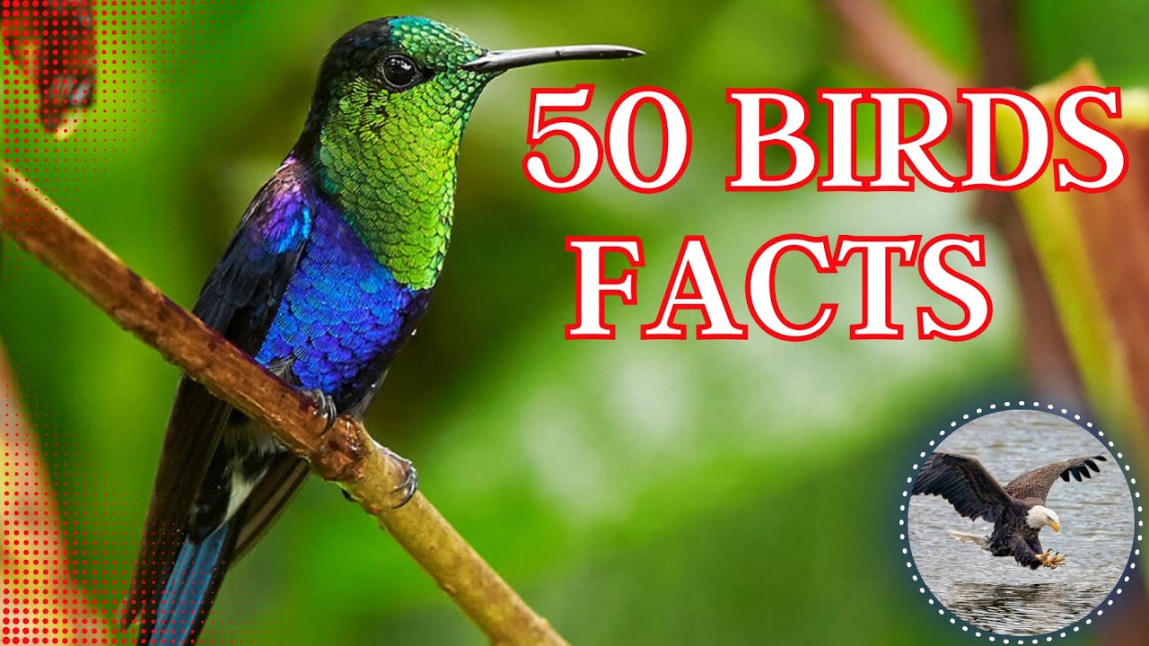 50 Mind Blowing Facts About Birds You Didn't Know, Amazing Birds Facts  | Factoidz