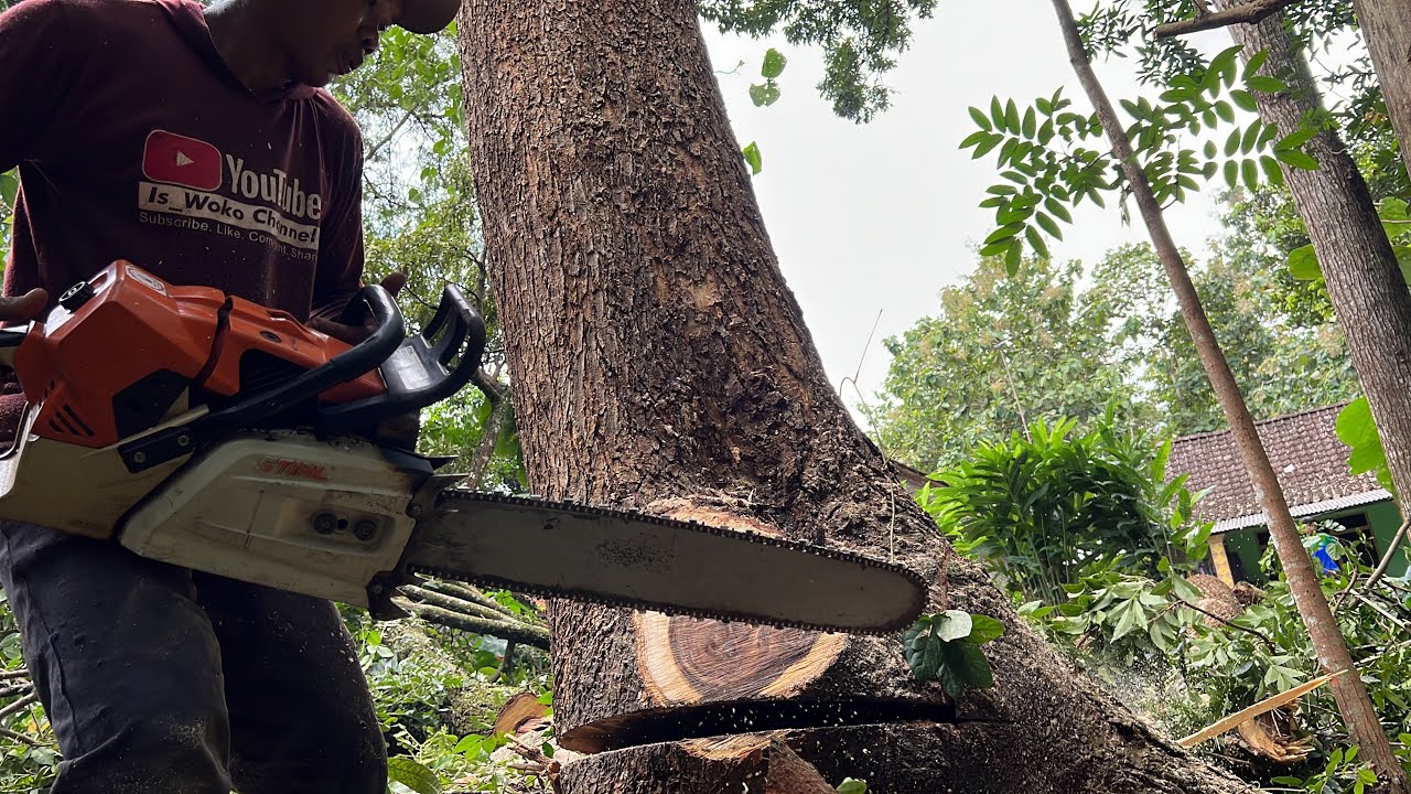Thrilling moments... Felling rotten tree, Husqvarna 395xp & Stihl ms660.