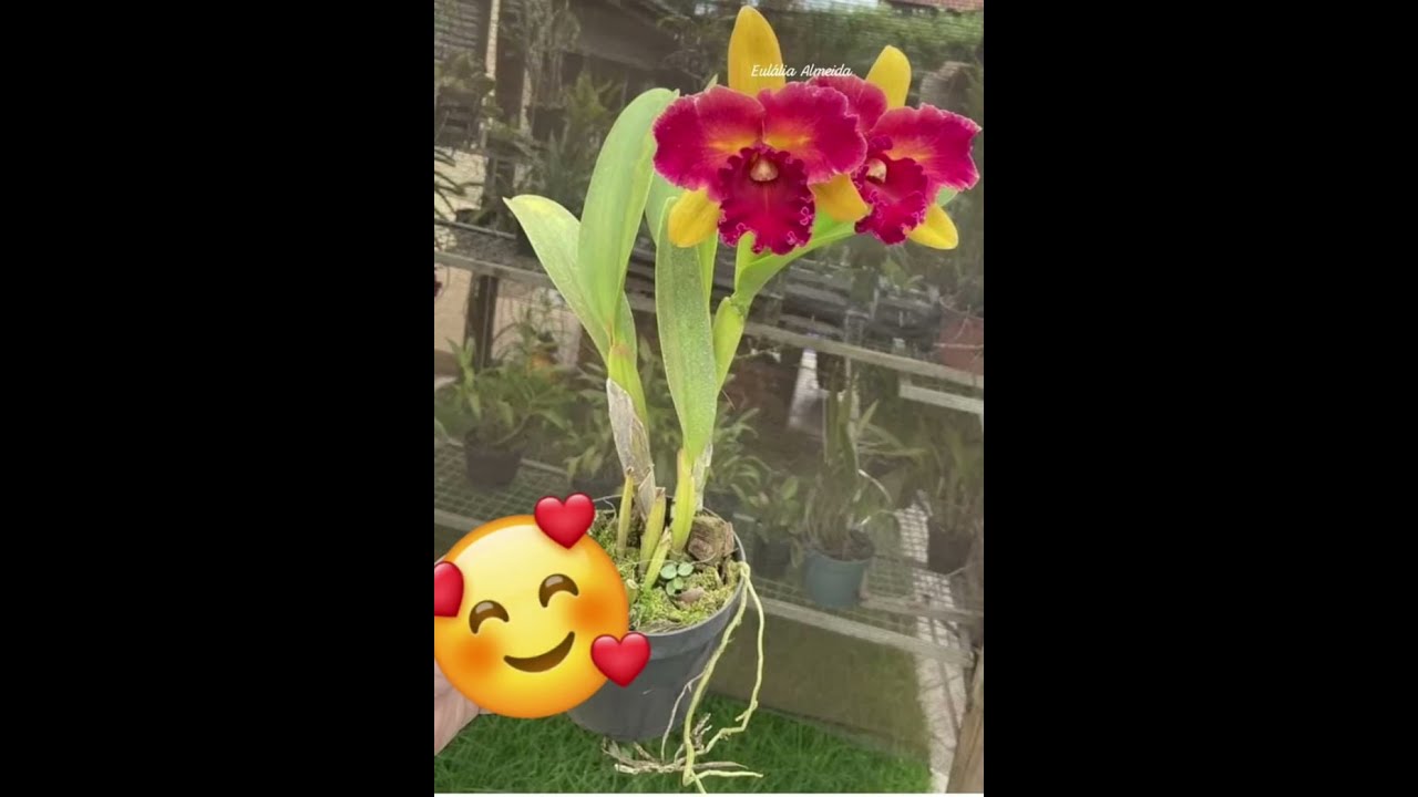 Caixa da felicidade com essa linda orquidea BLC Nobiles Tropical Sunset 