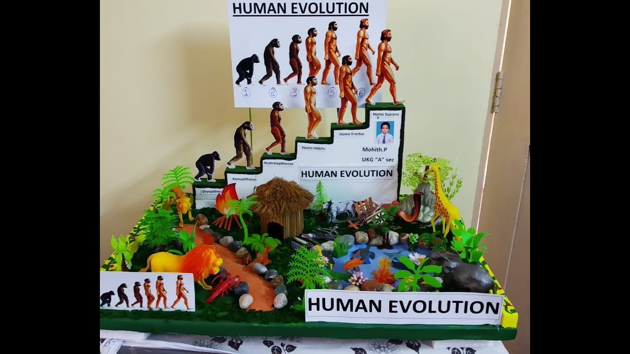 Human Evolution for school project