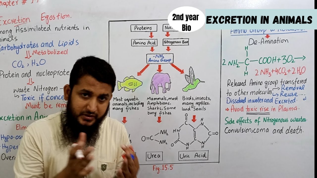 Excretion in Animals | Lec 1/2