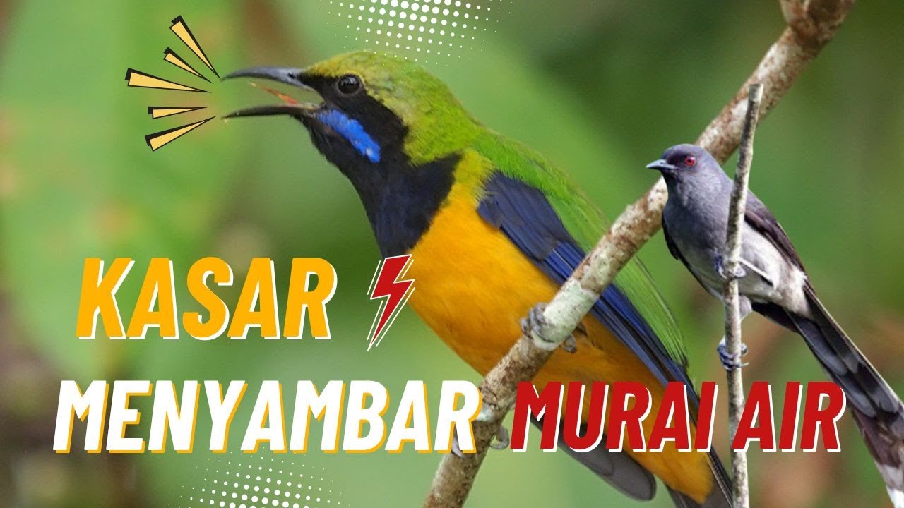 LIVE🔥 CUCAK CUNGKOK NEMBAK MURAI AIR 💦 SUARA JERNIH MUDAH DITIRUKAN‼️