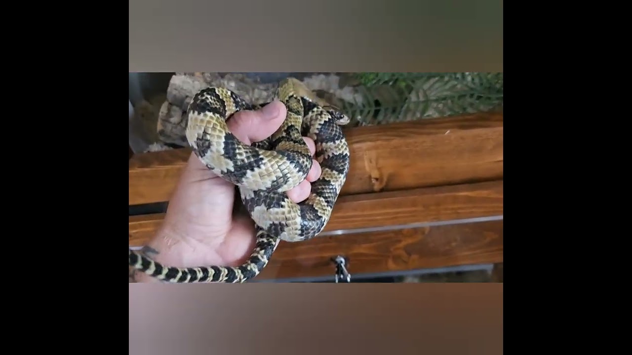 Torvi. False Water Cobra. Aug 2025. 