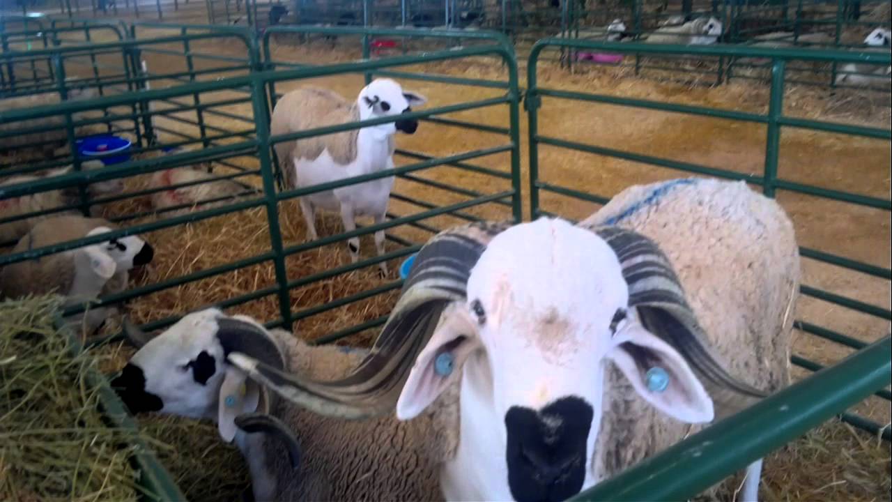 le mouton sardi lborouj