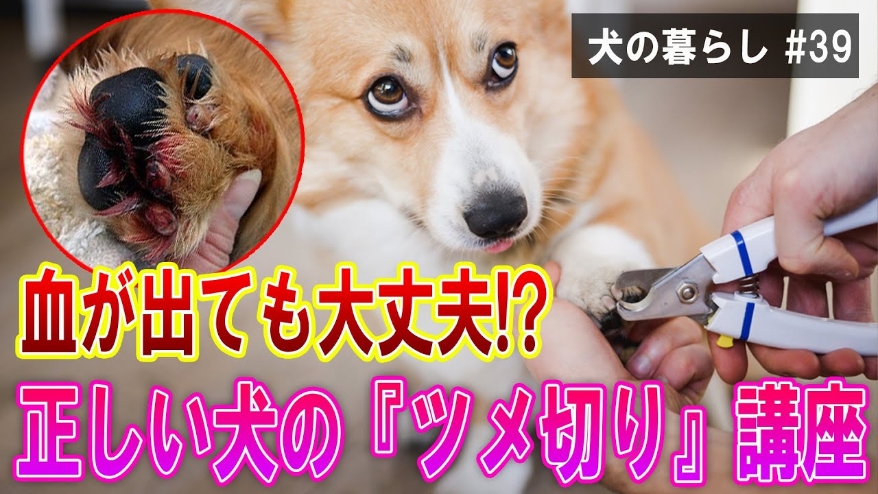 【犬の暮らし＃39】血が出ても大丈夫！？正しい『ツメ切り』講座