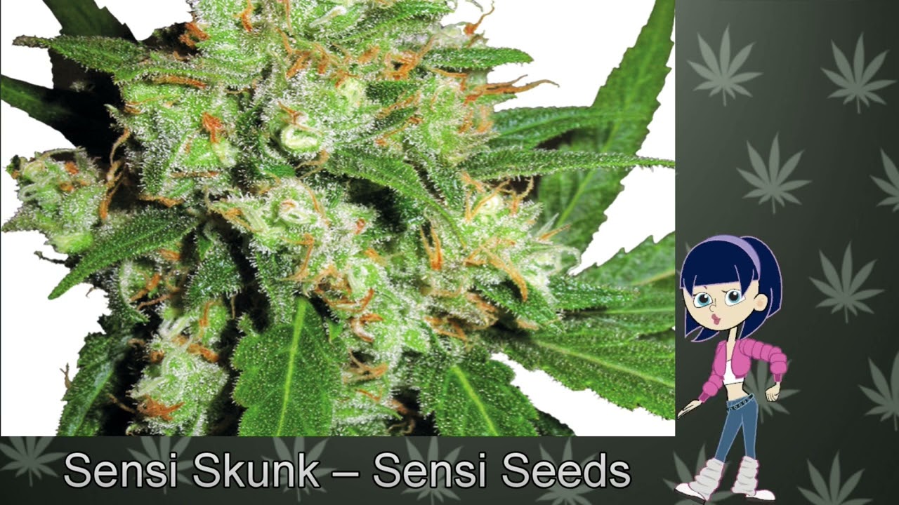 Sensi Skunk &ndash; Sensi Seeds