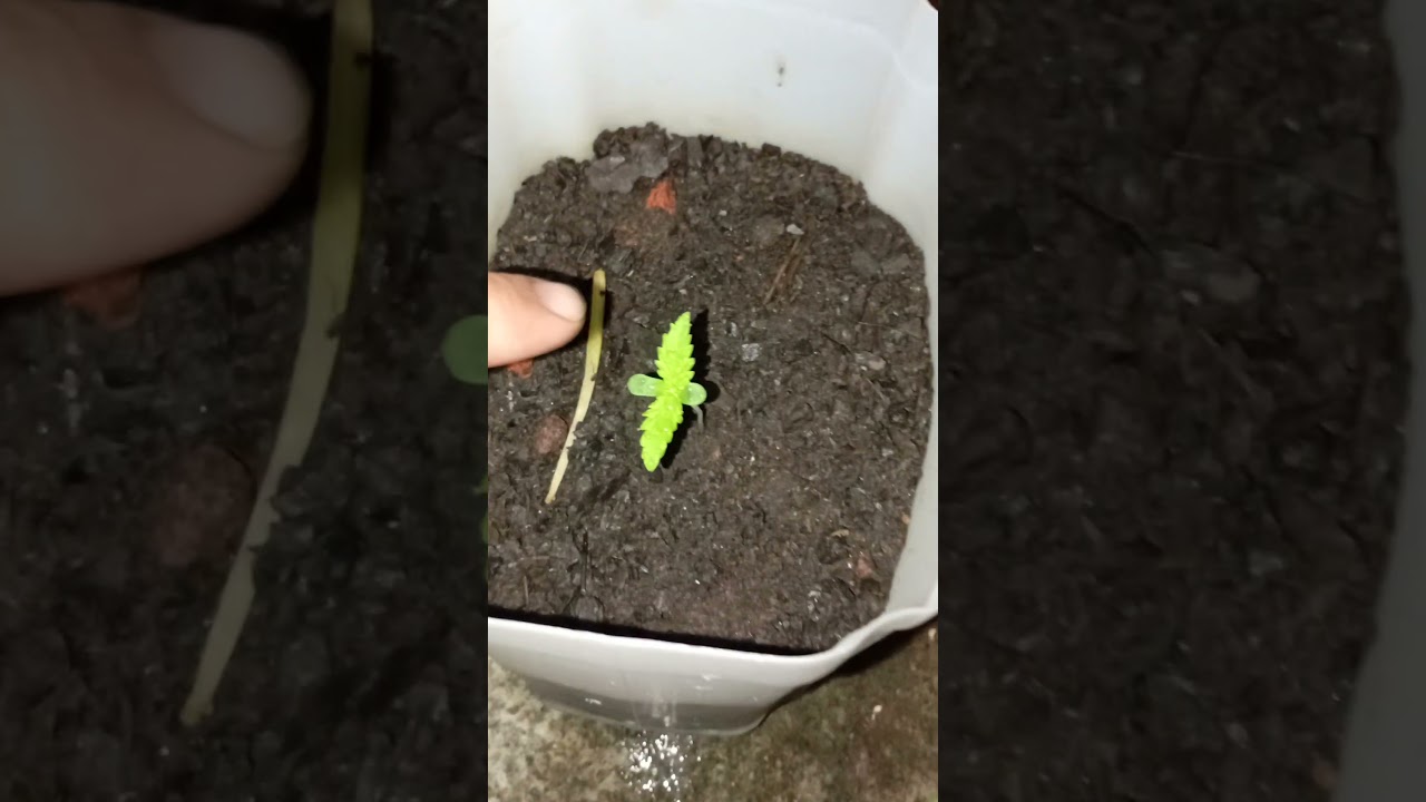 Como plantar maconha medicinal de um modo f&aacute;cil e sem custos!