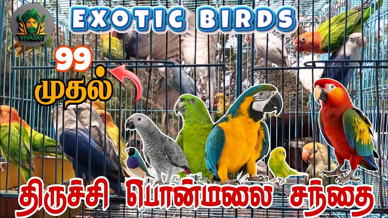 திருச்சி பொன்மலை சந்தை | exotic birds | future vivasayi...