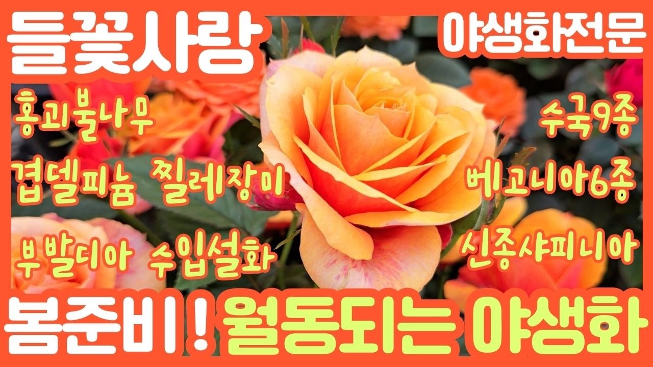 🌸들꽃사랑 3월13일 #찔레장미 #부발디아 #후리지아 #신종샤피니아 #설란 #겹델피늄 #딸기 #수입설화 #함소화 #장미조팝 #설유화 #베고니아6종 #수국9종 #gardening