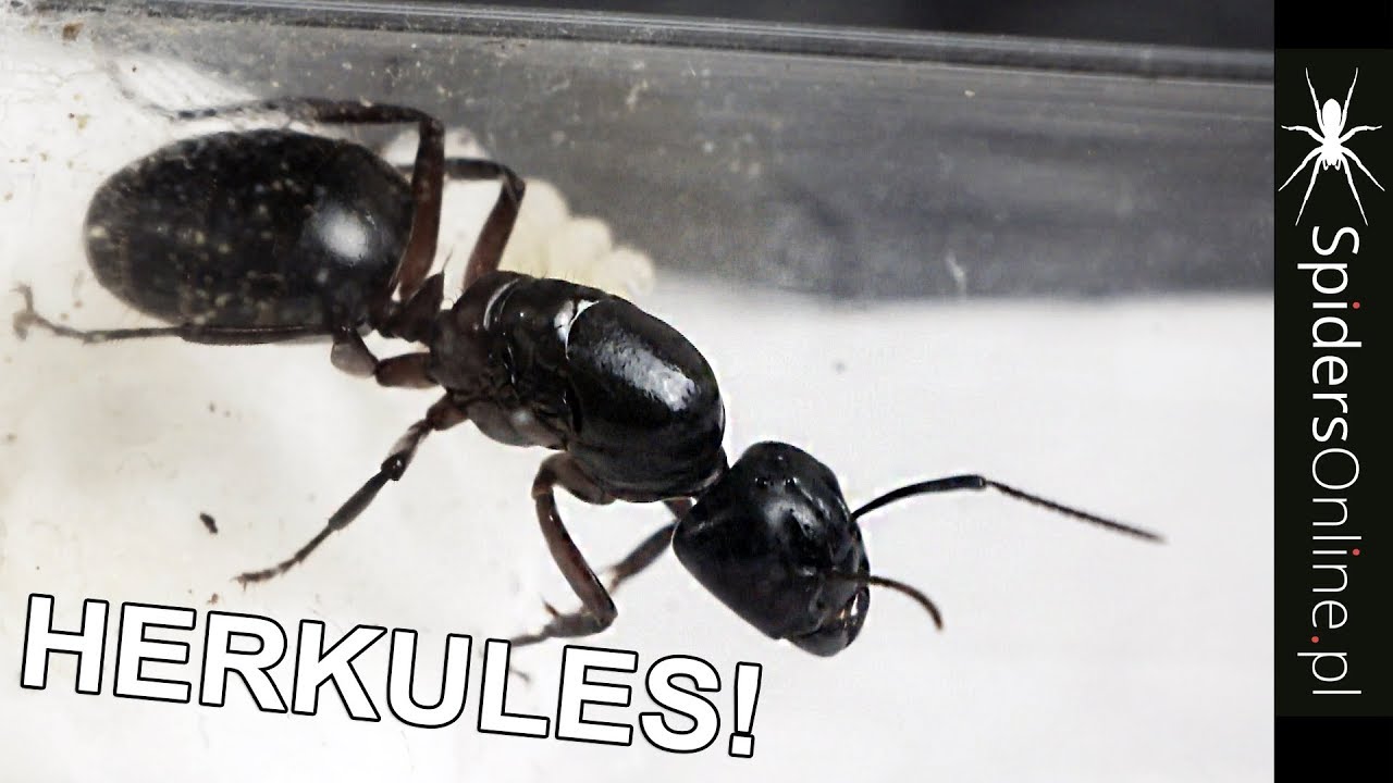 Wielkie MRÓWKI Camponotus herculeanus & formikarium AnthillShop.pl - spidersonline.pl