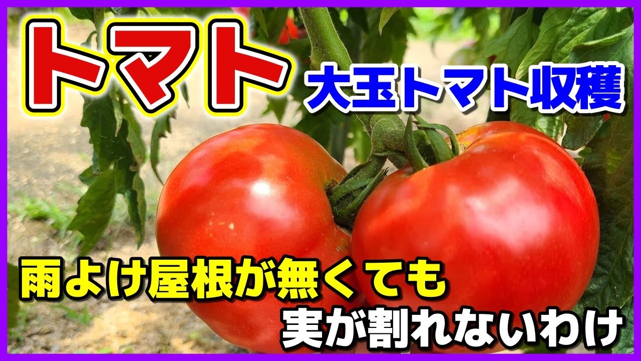 雨よけ屋根が無くても大玉トマトが割れないのは？　大玉トマト収穫／トマト栽培／麗夏／雨除け／貸し農園／家庭菜園