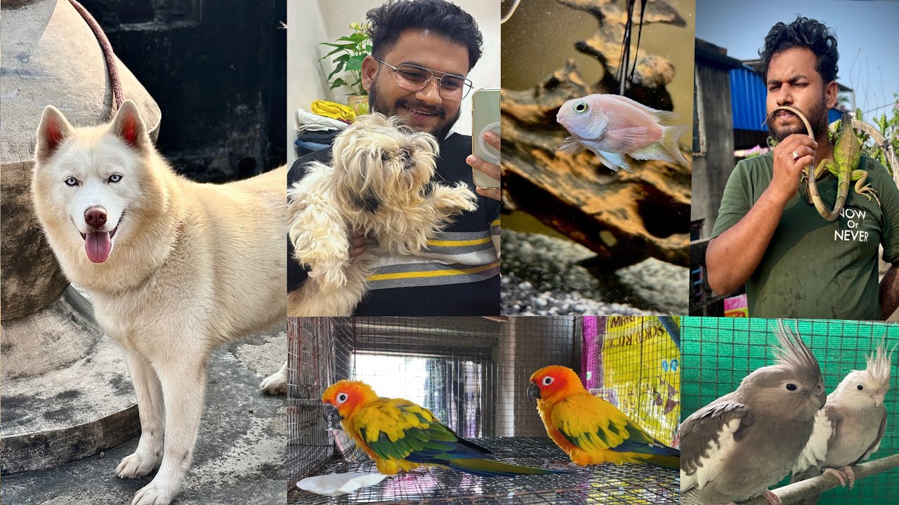 Sunconure ,Iguana, ! After a long time, I gave an update All exotic pets on my new setup . 