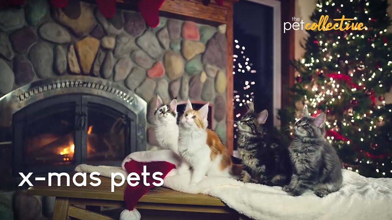 X-Mas Pets