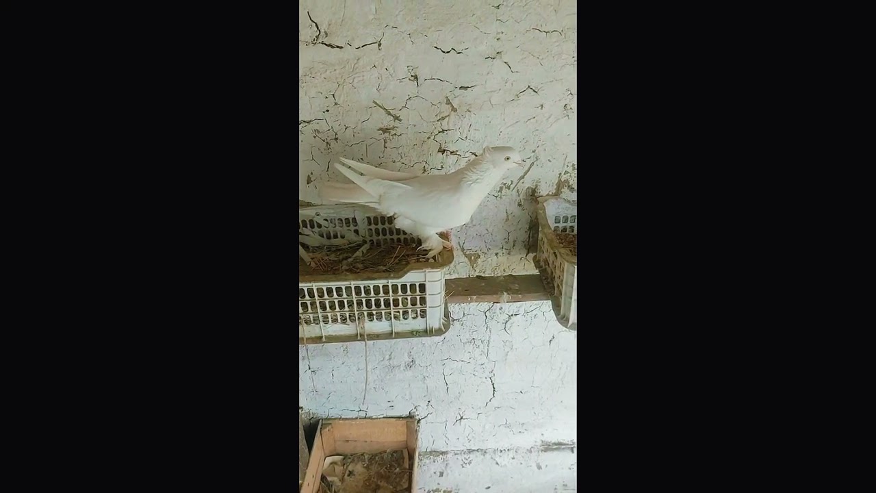 17 января 2026 г.