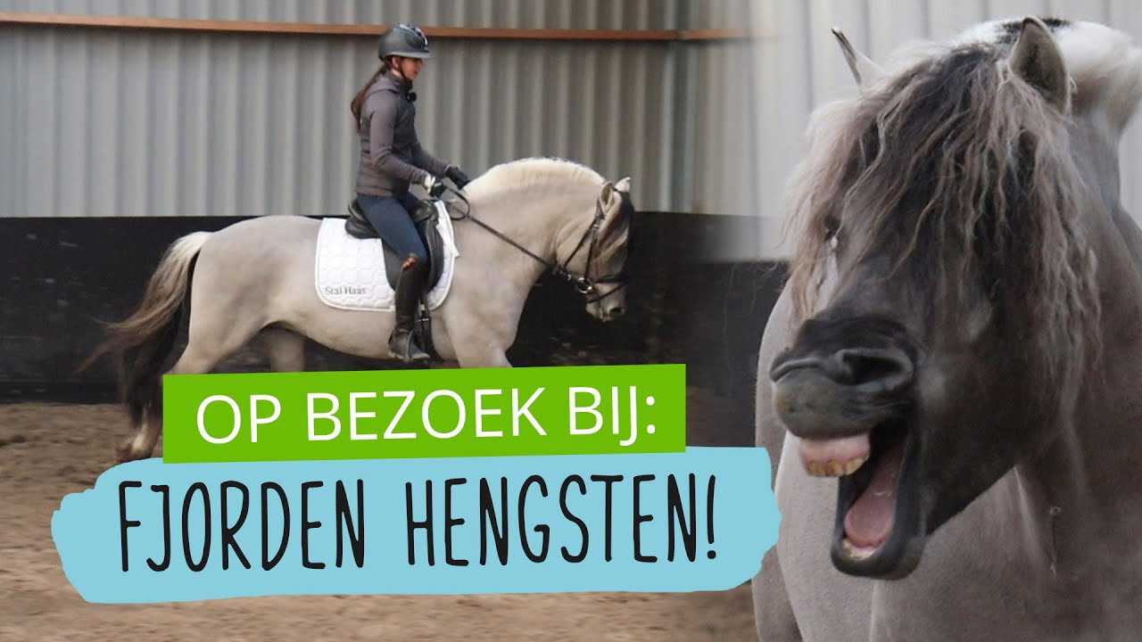 Op bezoek bij: FJORDEN HENGSTEN van STAL HAAS | #101 | HorseFitShop