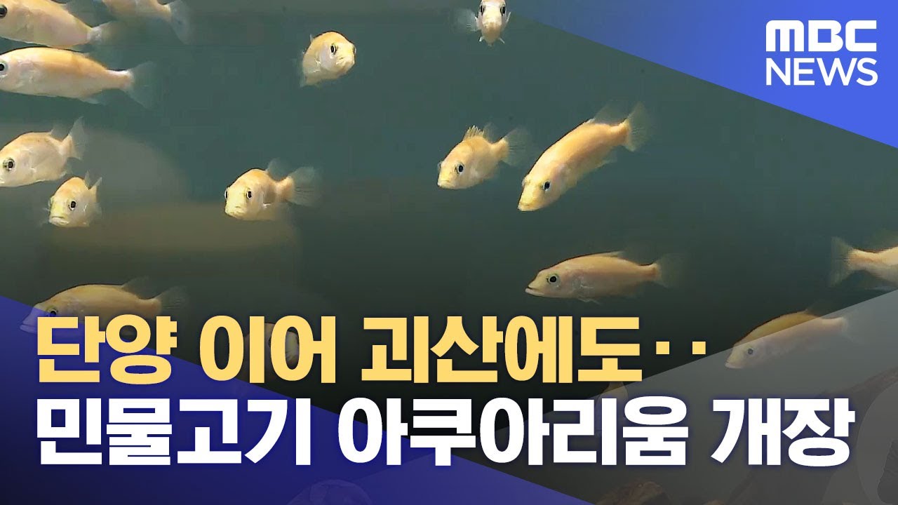 단양 이어 괴산에도.. 민물고기 아쿠아리움 개장 (2024.05.16/뉴스데스크/MBC충북)