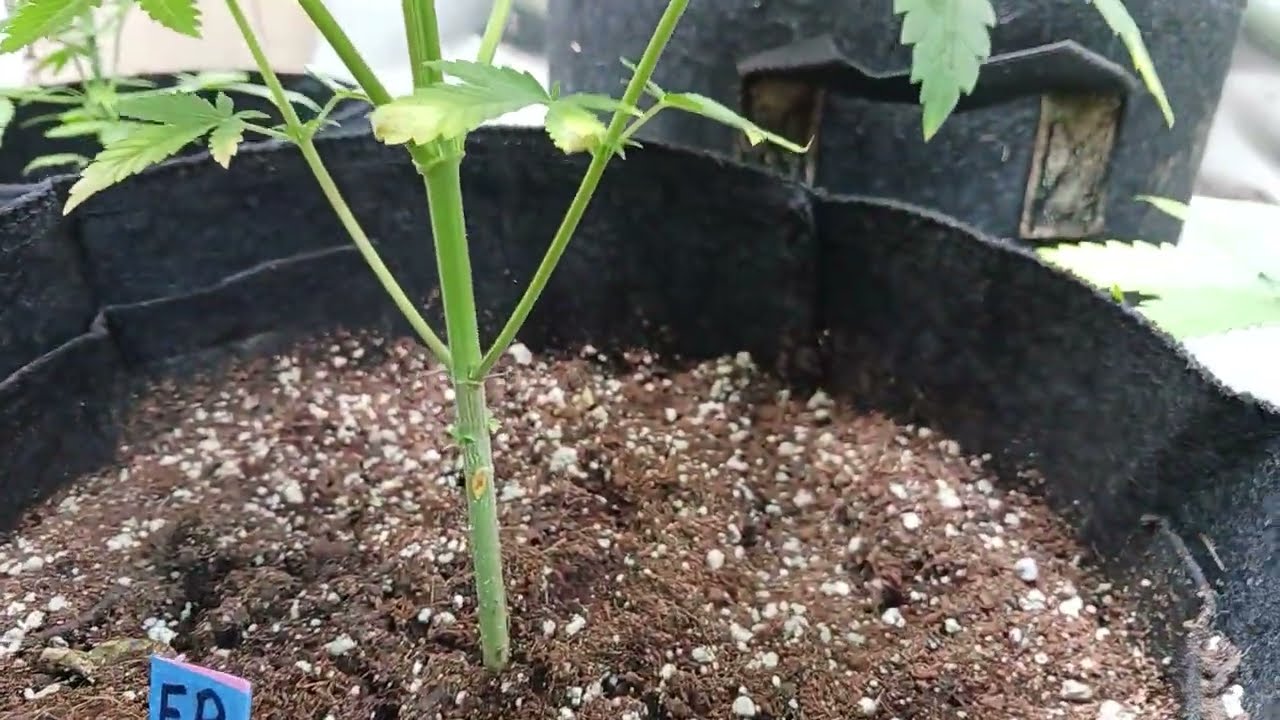 Fruity Pebbles From Pacific Seed Bank