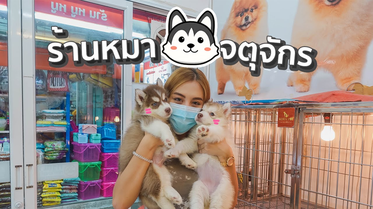 ร้านหมา หมู หมู จตุจักร น้องน่ารักๆ ไซบีเรียนฮัสกี ปั๊ก ปอม บีเกิล